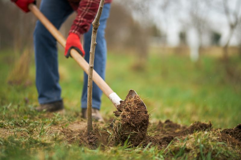 Oak Tree Planting in Honolulu, HI