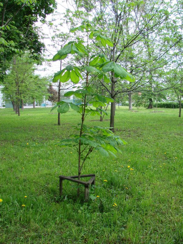 Privacy Trees Planting in Honolulu, HI