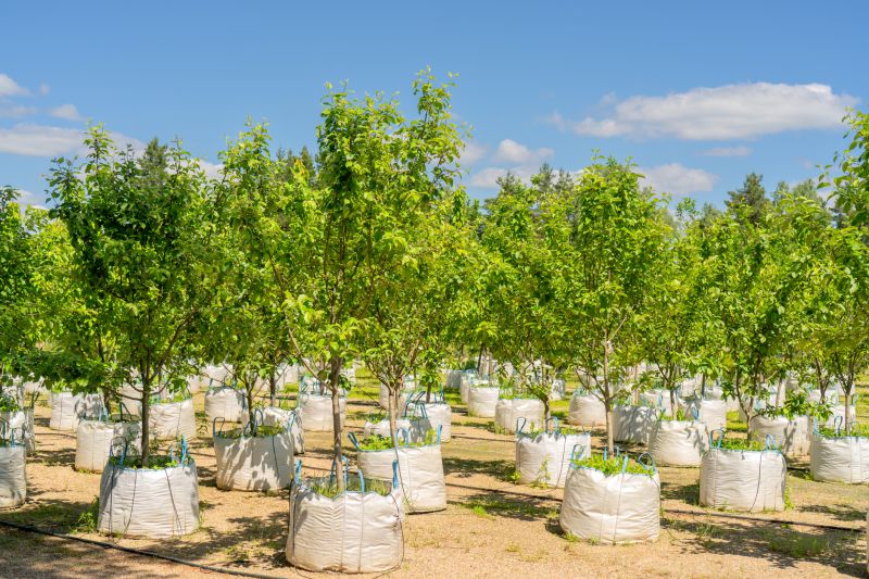 Tree Planting Service in Honolulu, HI
